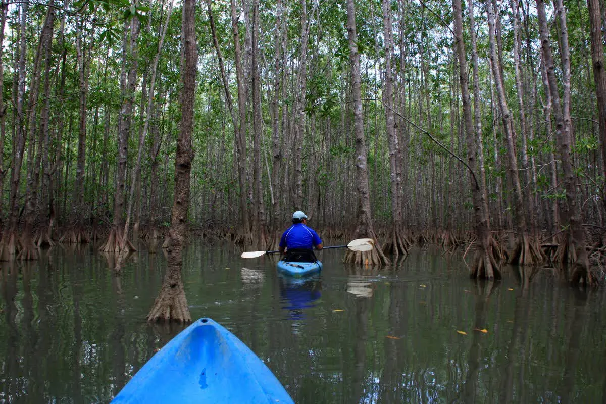 🛶 Kayak